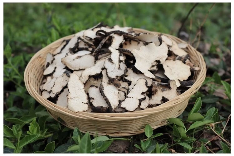 猪苓野生猪苓片猪屎苓豕苓粉猪苓猪茯苓猪灵芝猪苓菌 猪苓【500克】