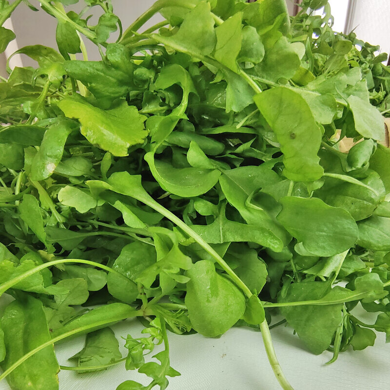 新鲜荠菜2斤农家蔬菜野菜现挖香荠菜新鲜菜馄饨饺子馅食材