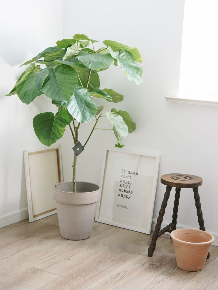 大型爱心榕 ins风爱心大叶片落地观叶植物清新家居盆栽 xl爱心榕