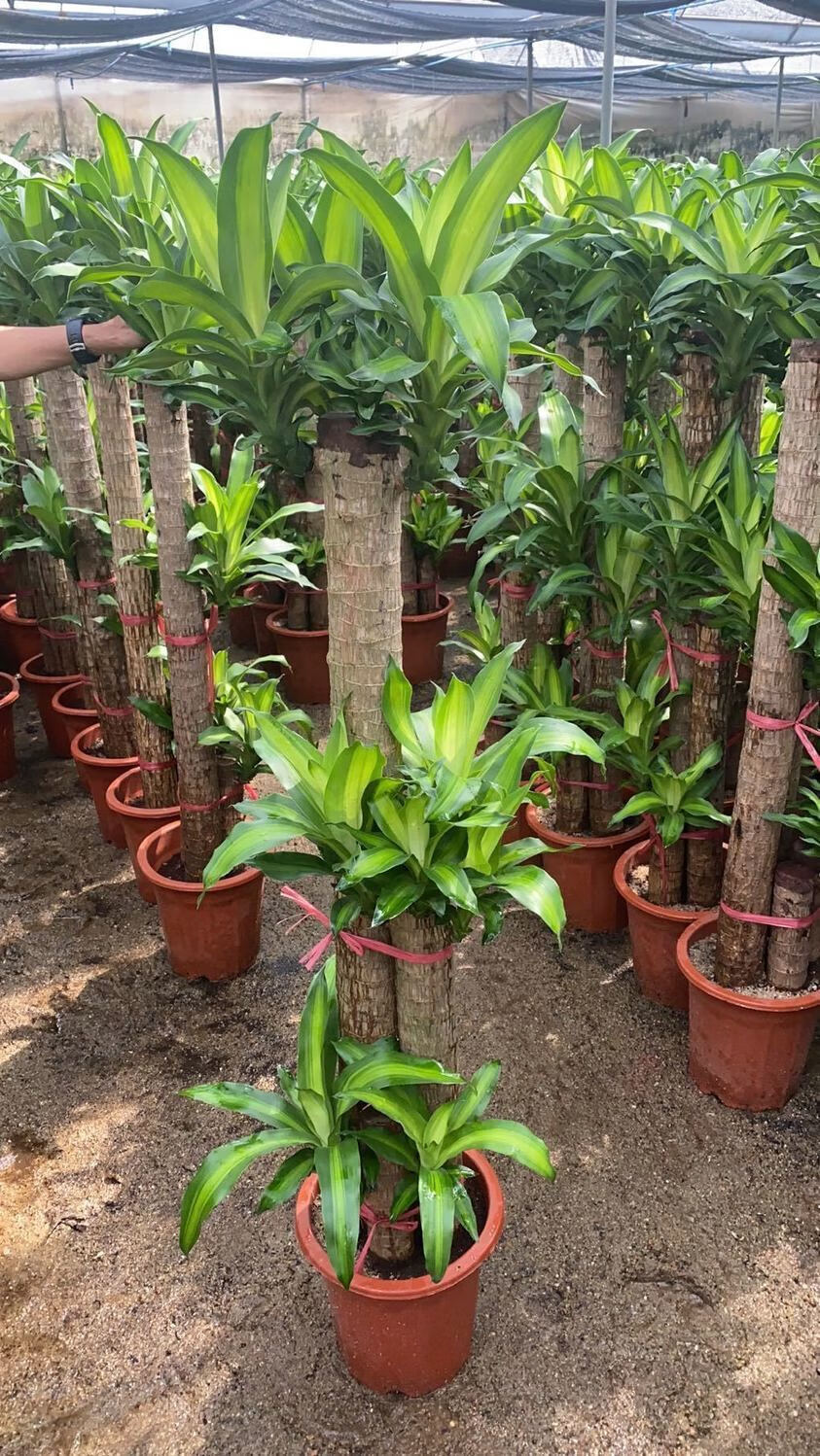 巴西木盆栽金心巴西铁步步高发财树办公室客厅大型清新空气绿植两颗