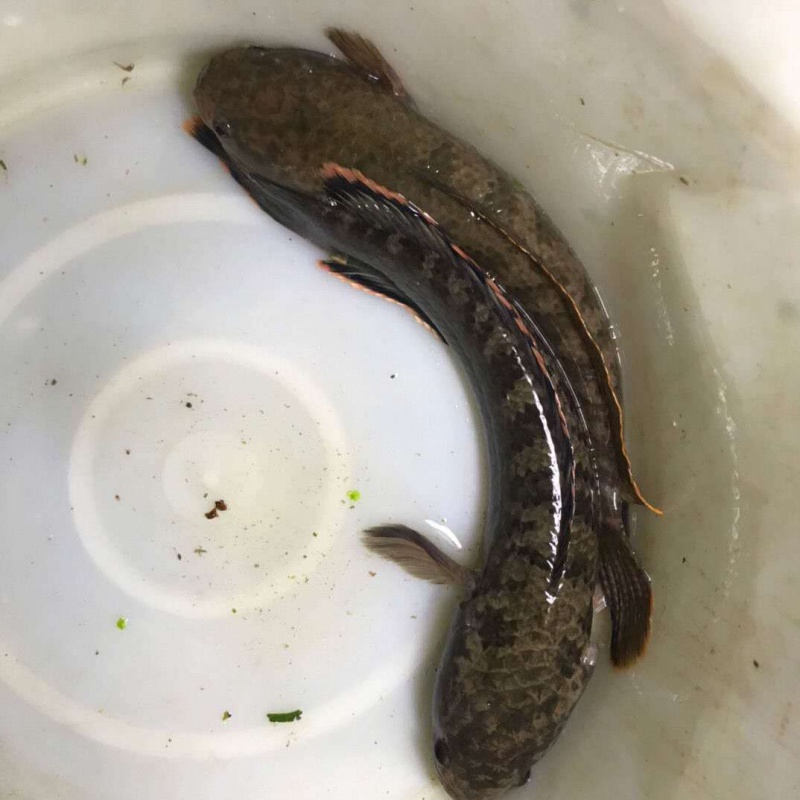 【店铺推荐】观赏鱼活雷龙冷水鱼野生南醴耐养淡水鱼