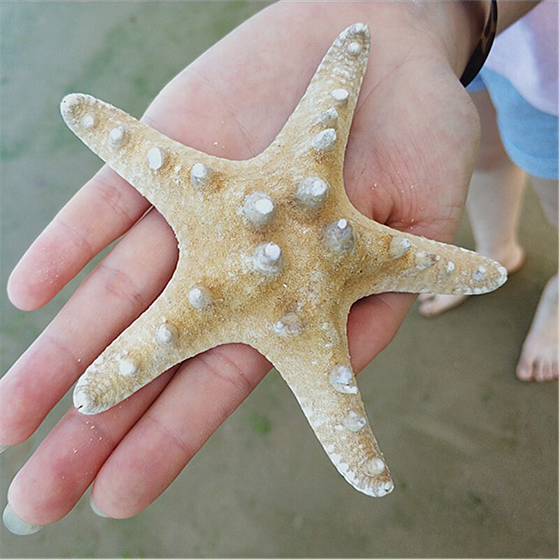 天然大海星标本风干海星霸王星装饰道具地台创意布景软装海螺工艺品