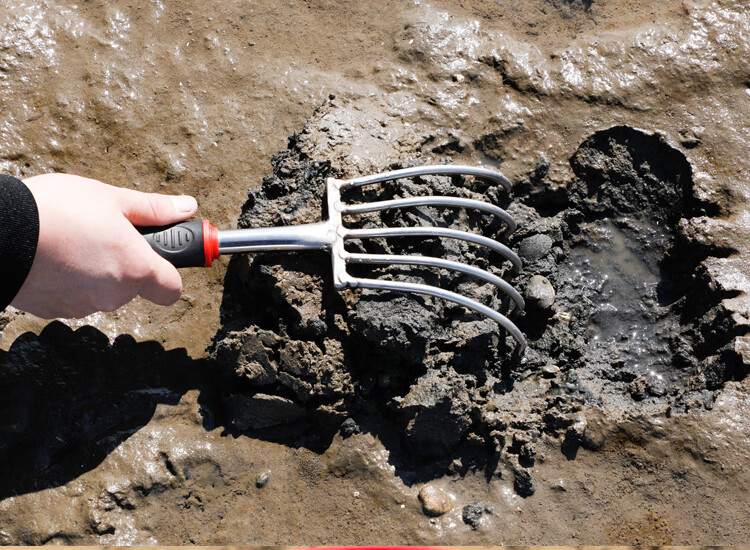 不锈钢赶海工具挖蛤蜊耙子挖蛏子蚬子海蛎子钩沙滩拾贝壳铲子 赶海可