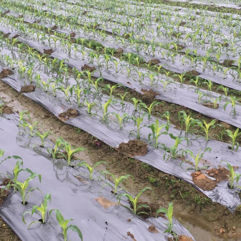 银黑地膜双色反光除草地膜农用黑白地膜保温保湿薄膜果园蔬菜大棚银黑