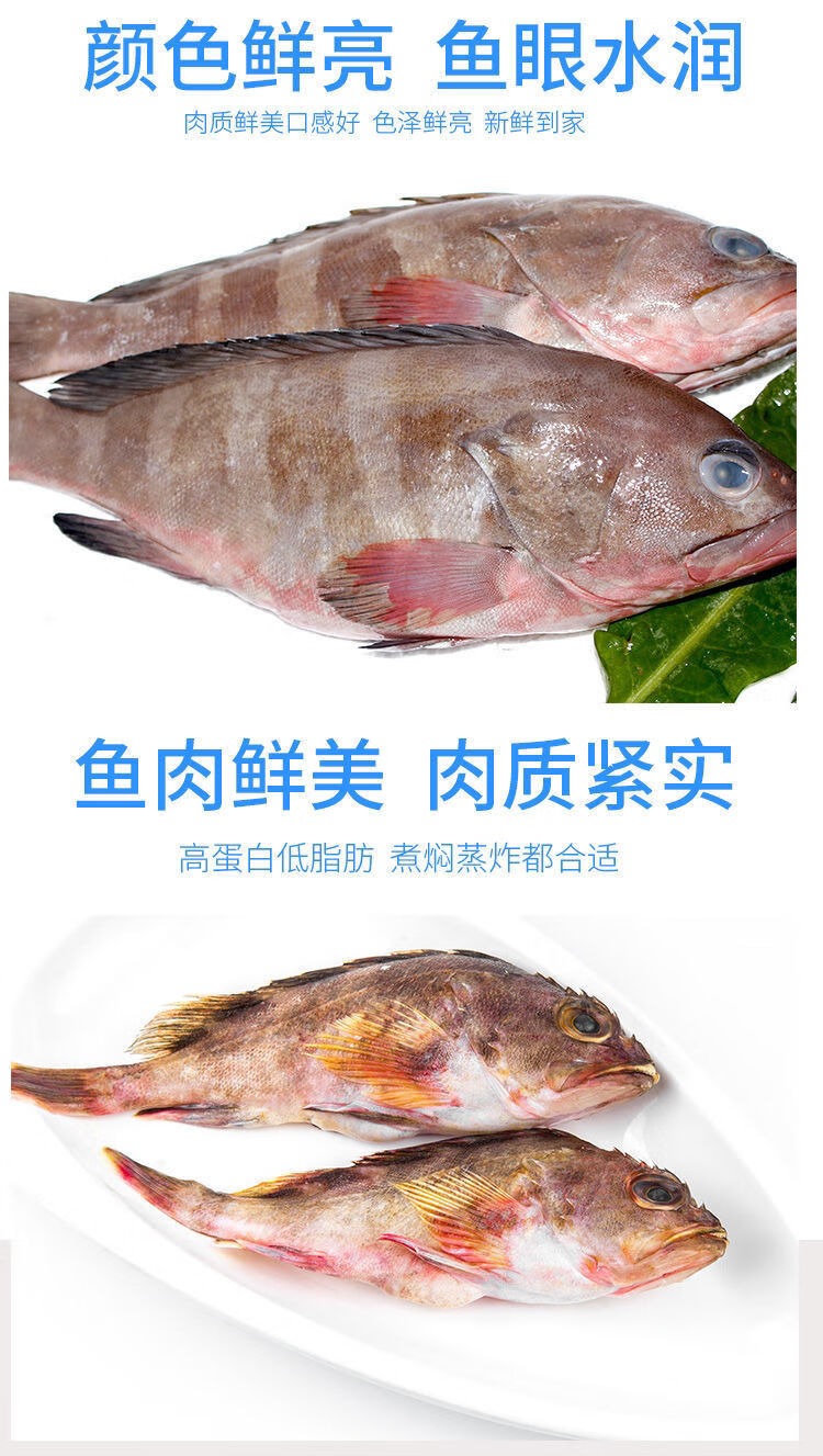 冰鲜海鱼品种大全图片