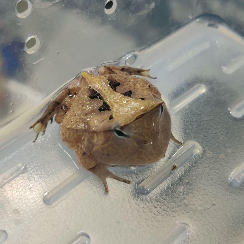角蛙活体黄金角蛙蝌蚪角蛙活物霸王南瓜皮卡丘角蛙宠物青蛙姥爷.