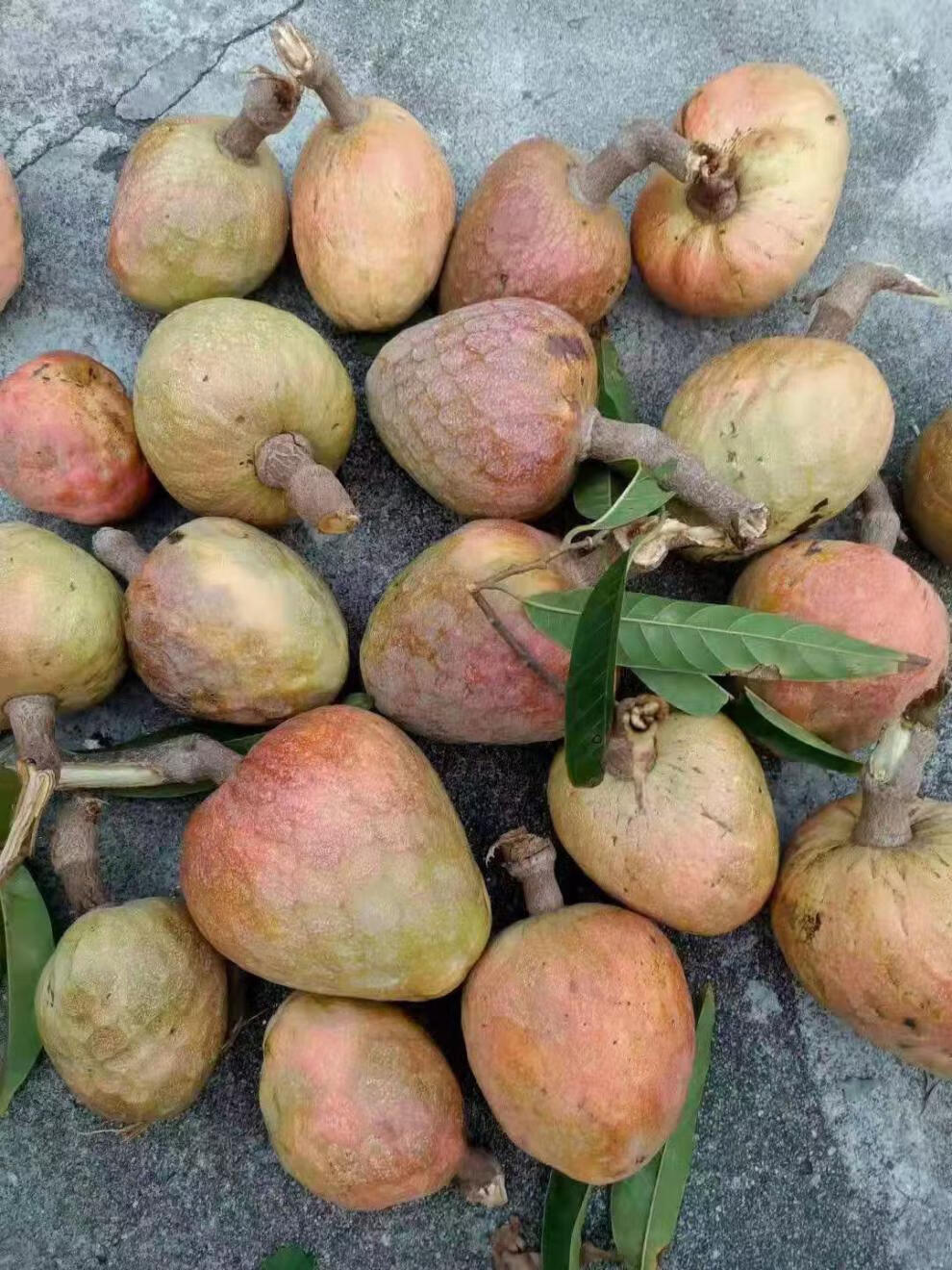 傣味稀有品种云南当季西双版纳新鲜傣家水果牛心果牛心梨牛心番荔枝当