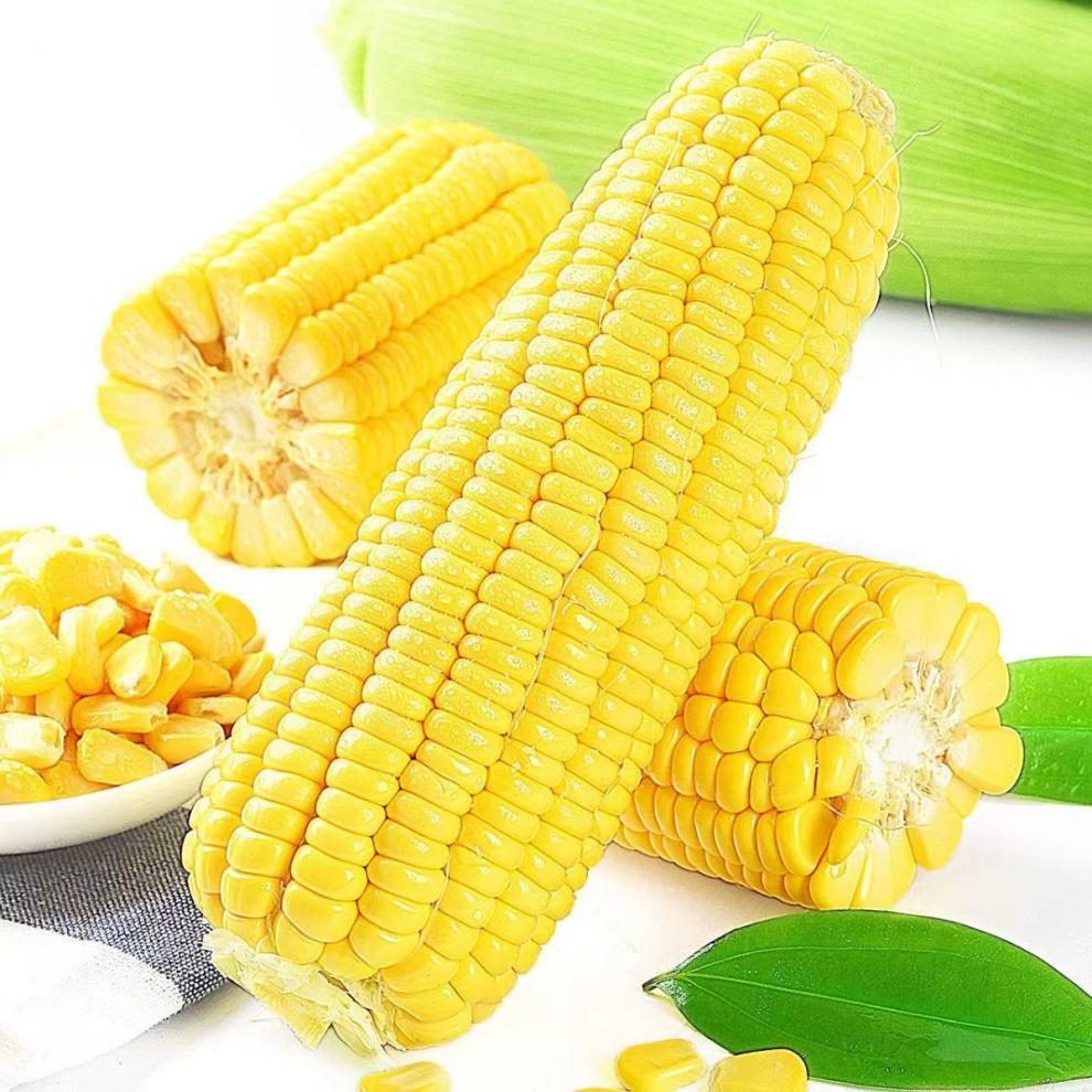 云南水果玉米新鲜甜玉米棒包谷黄金水果玉米农家现摘玉米棒子昌隆福记