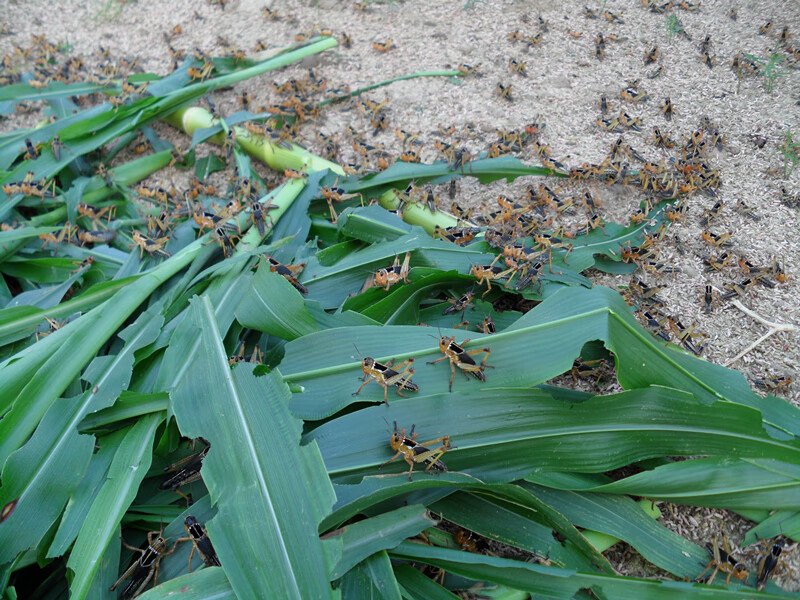 荣郁 东亚飞蝗活体蚂蚱活虫养蜂蝗虫蚱蜢画眉鸟食皮虫龟宠物龙鱼饲料