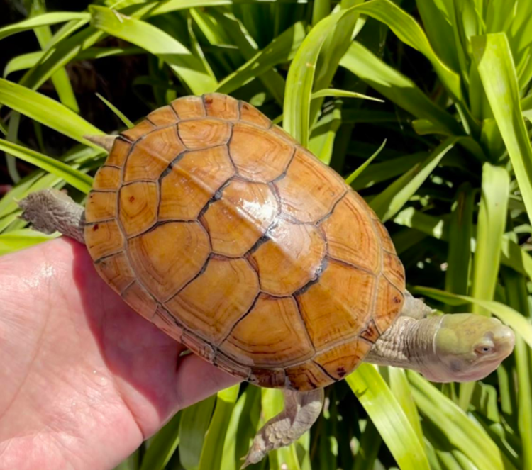 水龟皖南种三黄小青龟石金钱龟苗活物小宠物乌龟 3到4厘米 单身一只