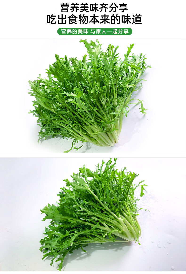 新鲜苦菊蔬菜沙拉食材苦细叶生菜狗牙菜苦苣蔬菜苦苣500g苦叶生菜1000