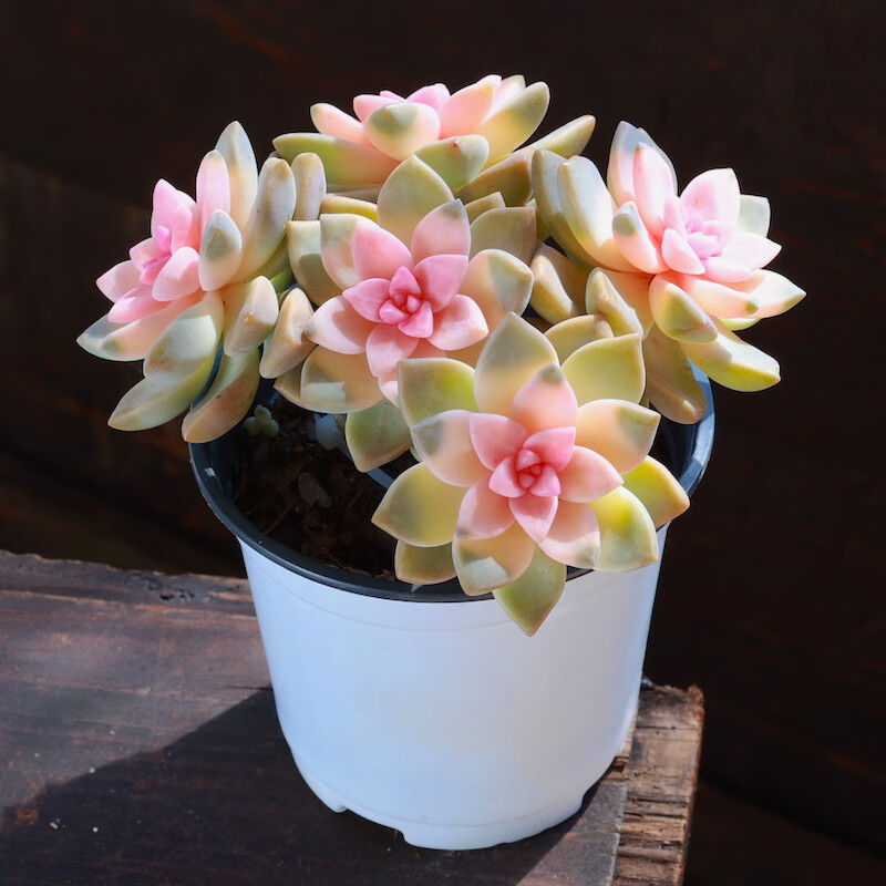 粉色紫雾多肉植物老桩绿植花卉组合盆栽阳台室内罕见稀有品种肉肉