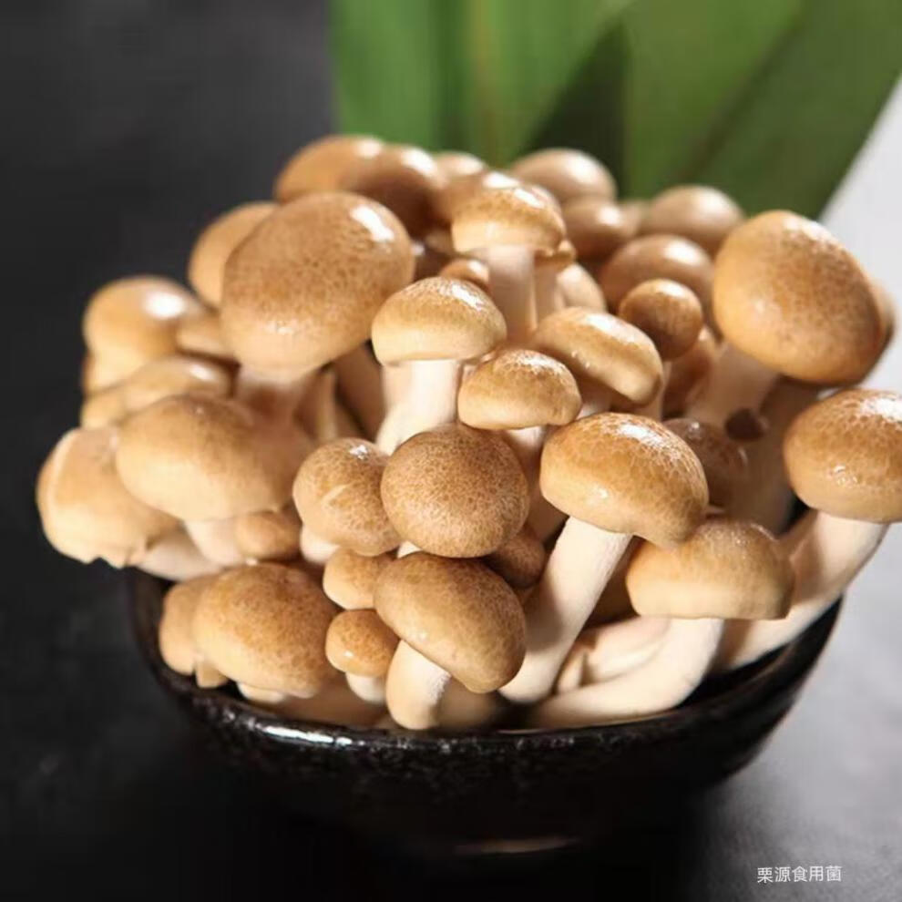 蟹味菇新鲜蟹味菇蘑菇煲汤食用菌菇整包蟹味菇批发150g4盒