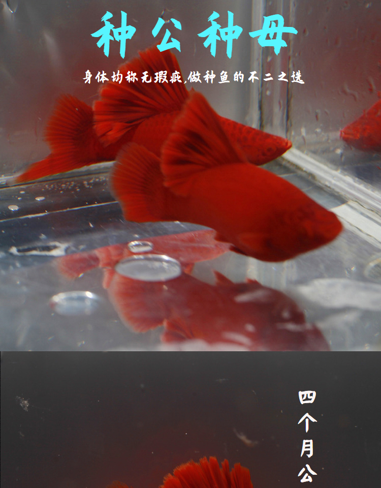 荣郁高鳍红箭鱼苗菊花帆红剑鱼狼牙热带鱼观赏鱼刀公新品5个月精品高