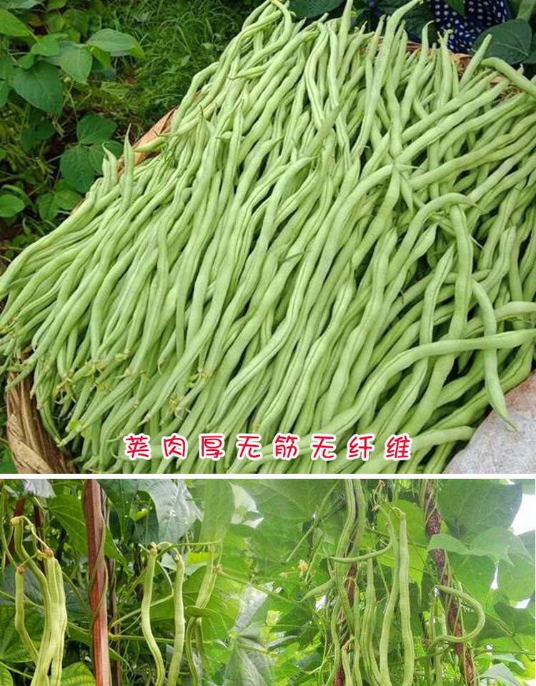 无筋架豆王种子泰国无筋豆种籽豆角长芸豆蔬菜四季豆青豆无筋架豆王