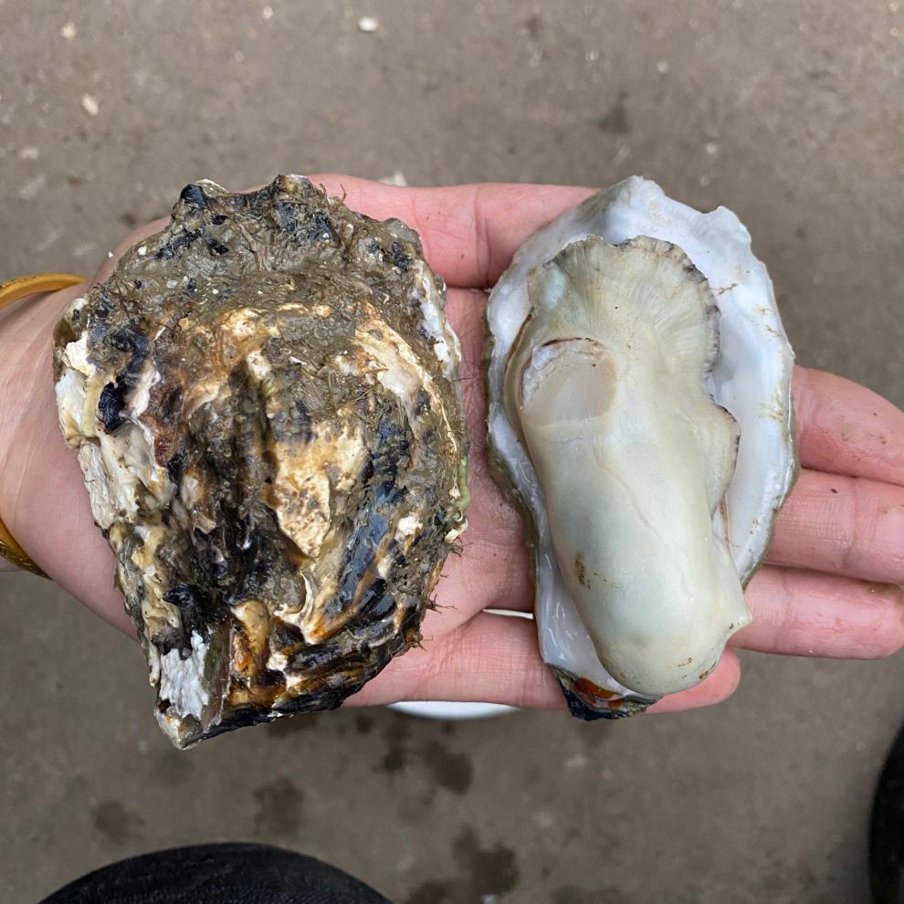 海鲜生蚝鲜活乳山生蚝野生大牡蛎新鲜海蛎子带壳大生蚝肉烧烤 套餐三