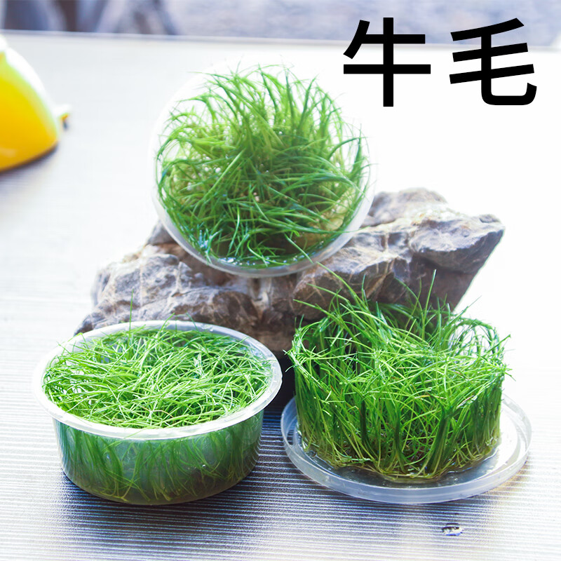 日本迷你牛毛毡活体水草水下叶无菌杯鱼缸阴性淡水植物造景前景草迷你