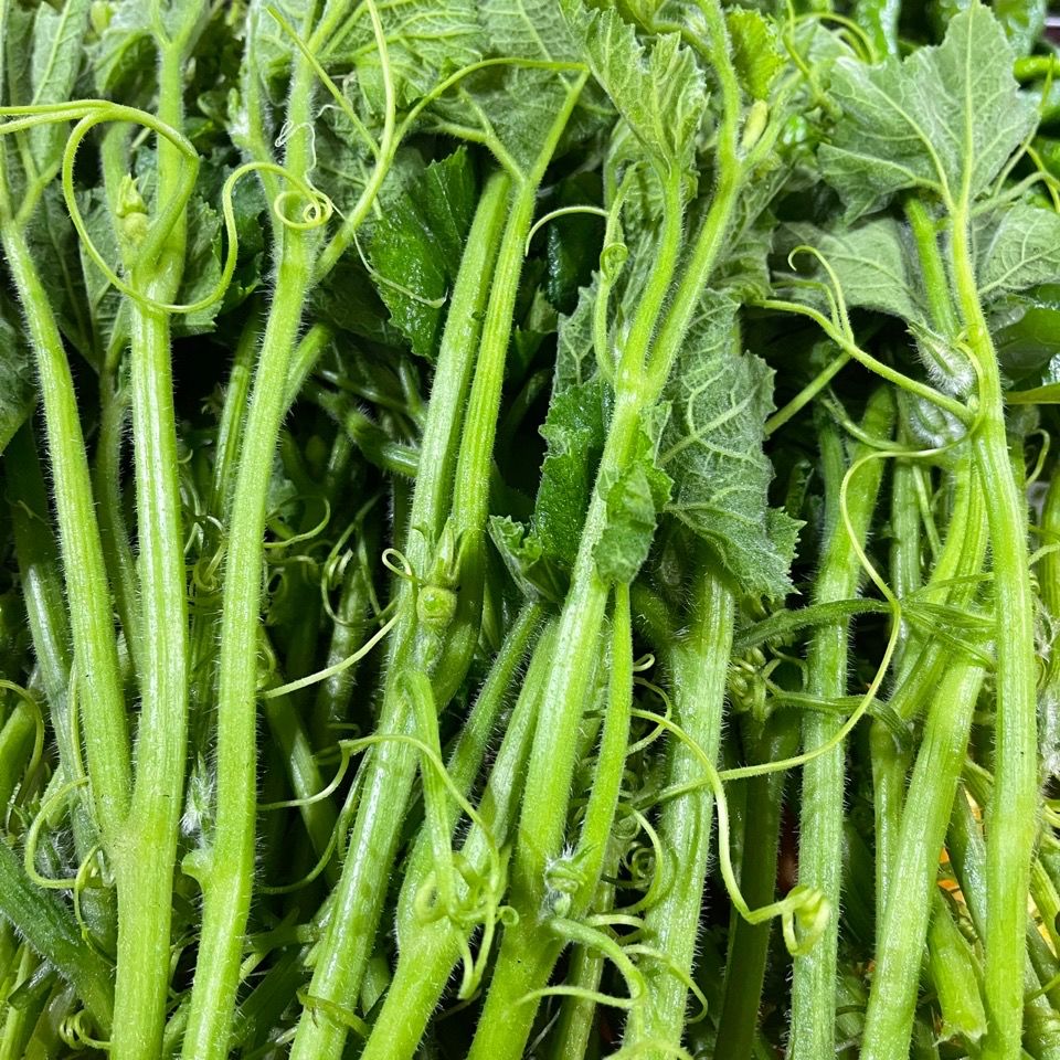 云南德宏季节性蔬菜南瓜苗南瓜尖特色蔬南瓜嫩芽清炒涮火锅减2斤1000