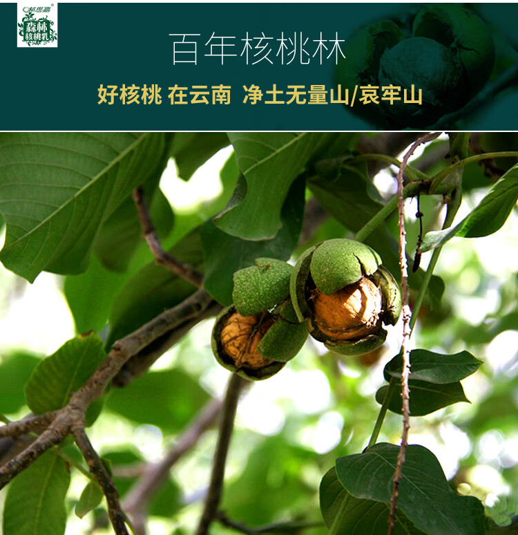 云南普洱景东郝思嘉核桃乳原味240ml24瓶礼盒核桃饮品森林不瘪罐12瓶