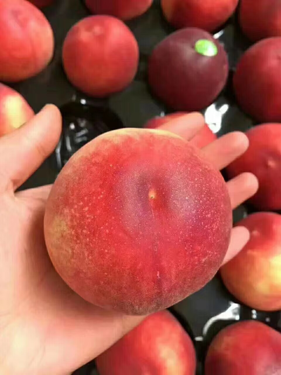 顺丰速运澳洲水蜜桃毛桃寿桃公主桃新鲜桃子纯甜孕妇水果1237斤装精选