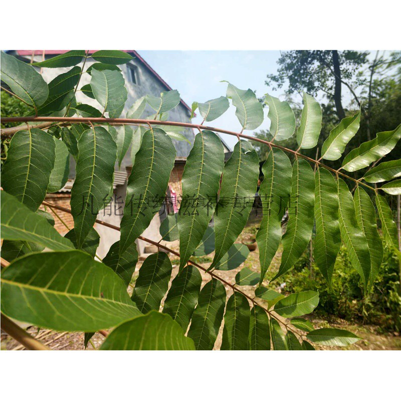 干香椿叶子秋天老香椿树叶香椿茶泡茶250g