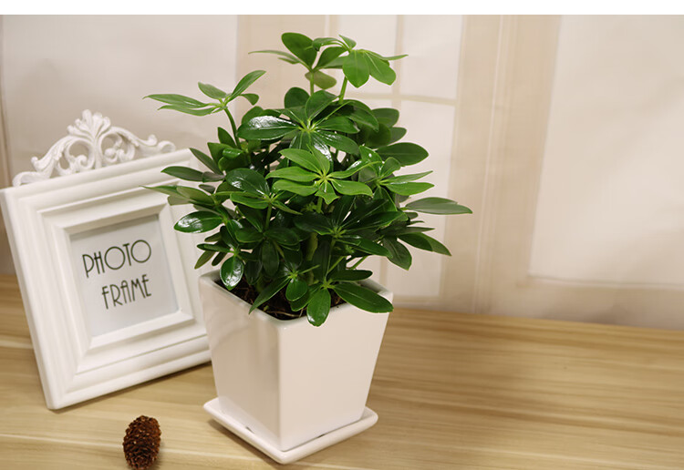 七叶莲盆栽鹅掌柴鸭脚木水培植物室内客厅绿植z6 七叶莲 小台球玻璃瓶