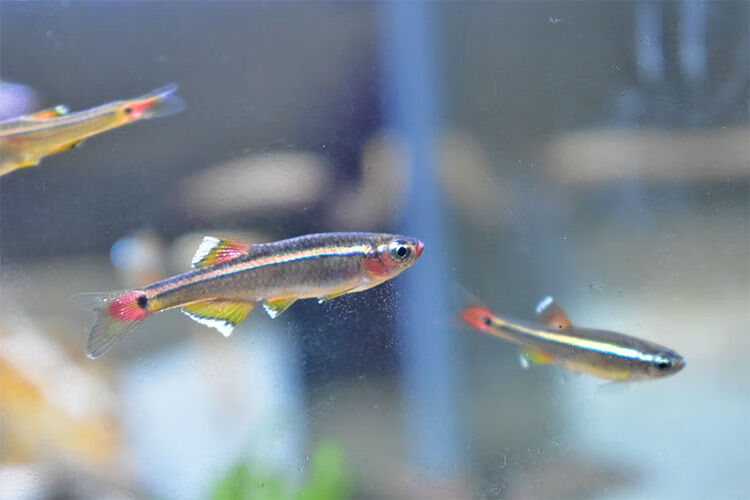 冷水鱼白云金丝鱼小型鱼观赏鱼活体淡水鱼原生鱼草缸鱼好养不加温