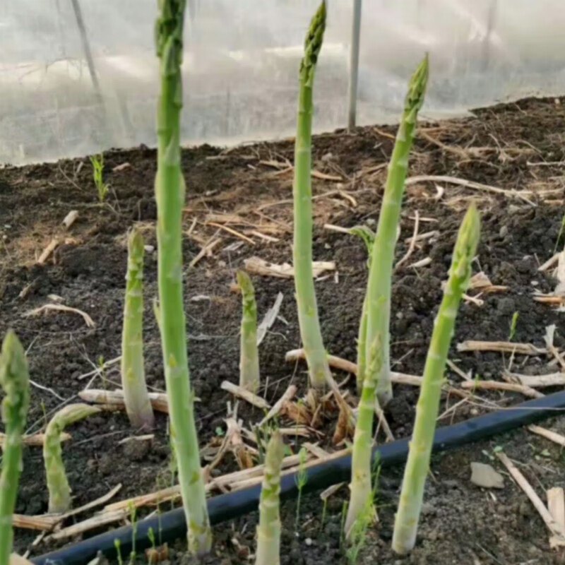 基地直发绿色芦笋苗种根多年生阳台楼顶院大田四季种植菜苗盆栽绿色