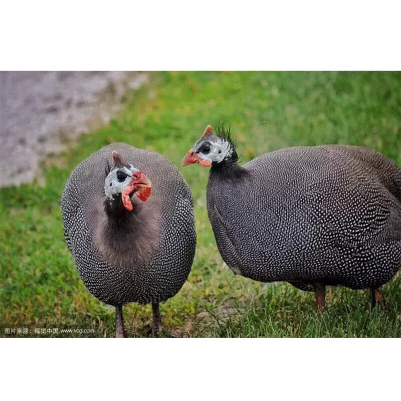 大成年大珍珠鸡活体散养珍珠鸡七彩山鸡活体土鸡观赏鸡下蛋鸡朴彩(puc