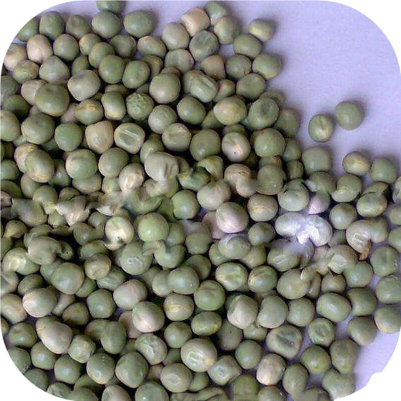 奇珍甜脆豌豆种子长寿仁豌豆种籽荷兰豆蔬菜种农家四季豆荚籽 5份奇珍
