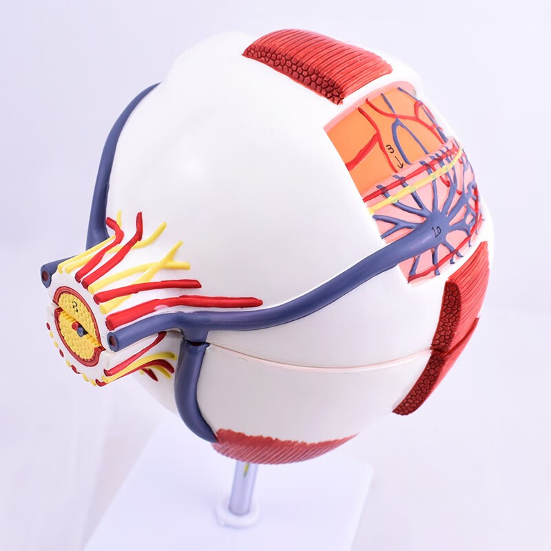 enovo颐诺版医学人体眼球解剖模型眼睛结构模型结构眼睛眼球眼角膜