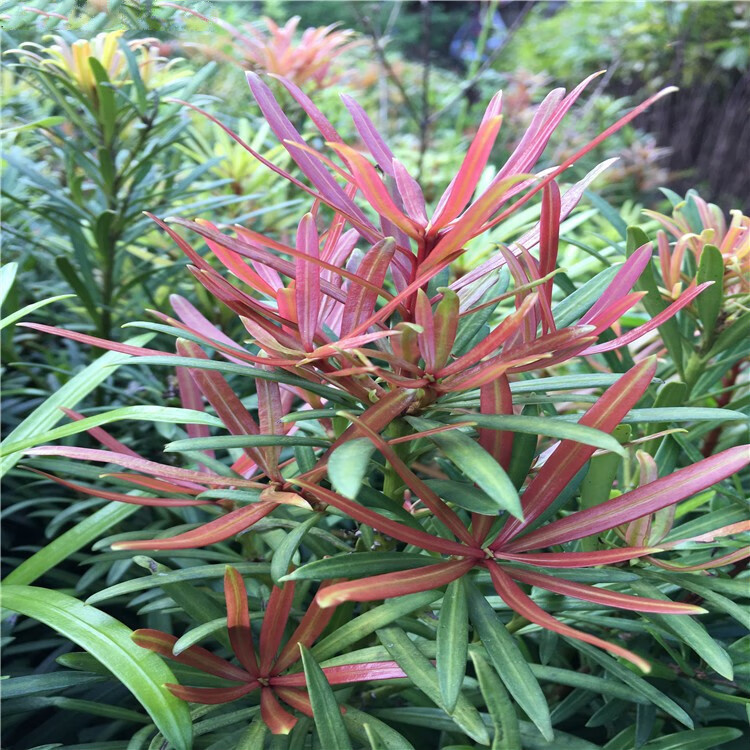 四季紅芽羅漢松 海島羅漢松苗 盆栽羅漢松 盆景造型樹 庭院常青樹th4