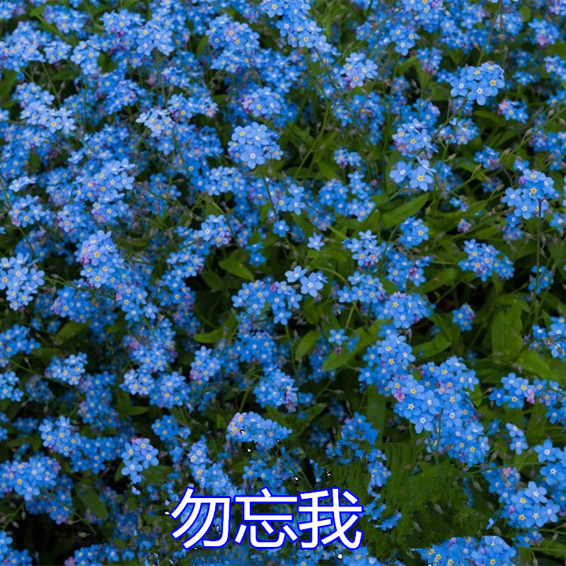 种易活花籽耐寒勿忘草种子庭院室外花种籽 满天星粉红色200粒 肥料