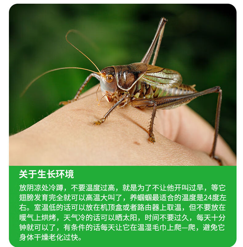 蝈蝈活虫叫声夏季鸣虫活物绿大肚子翡翠平谷铁皮大号山青叫蝈蝈 铁皮