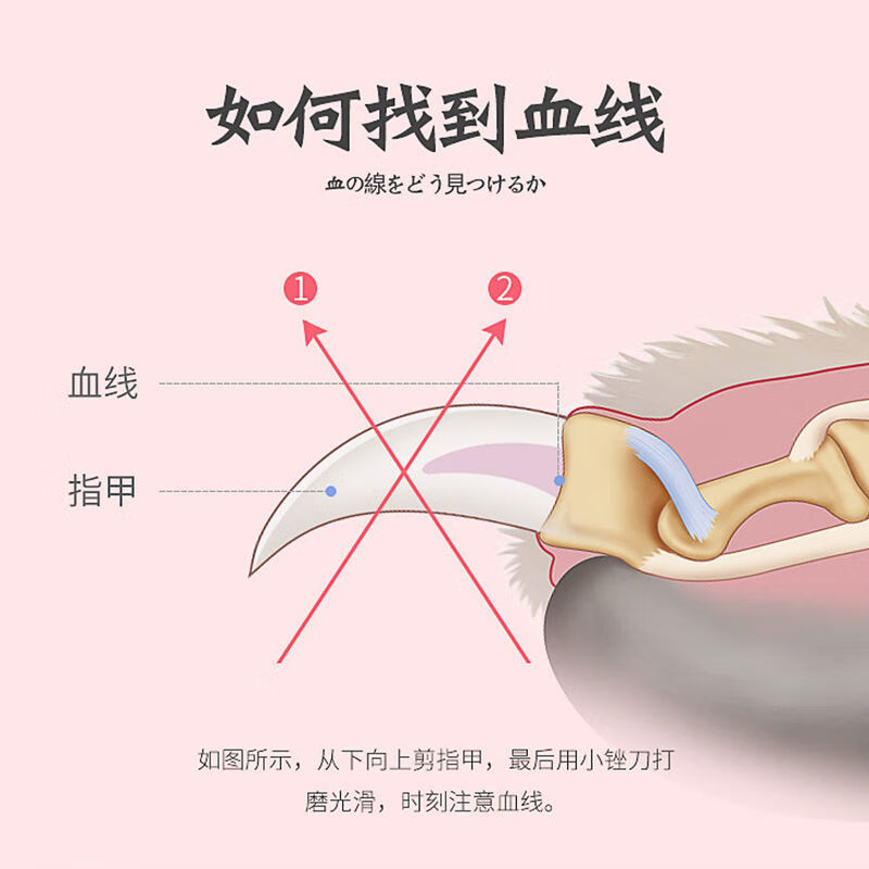 泰迪指甲怎么剪图片