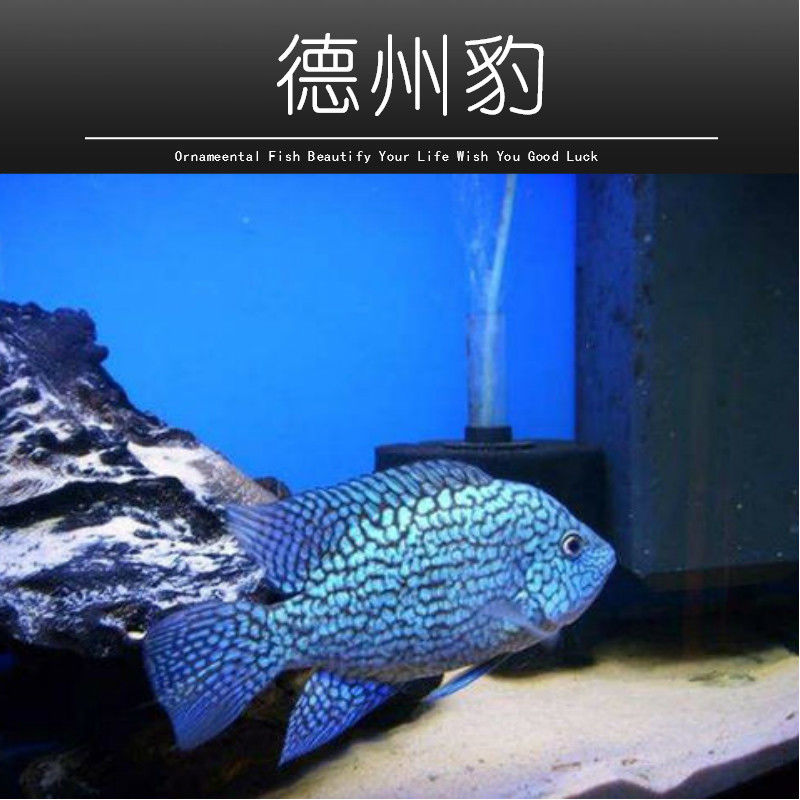 【京东推荐】德州豹鱼绿巨人鱼德萨斯豹鱼慈鲷鱼凶猛鱼观赏热带鱼发财
