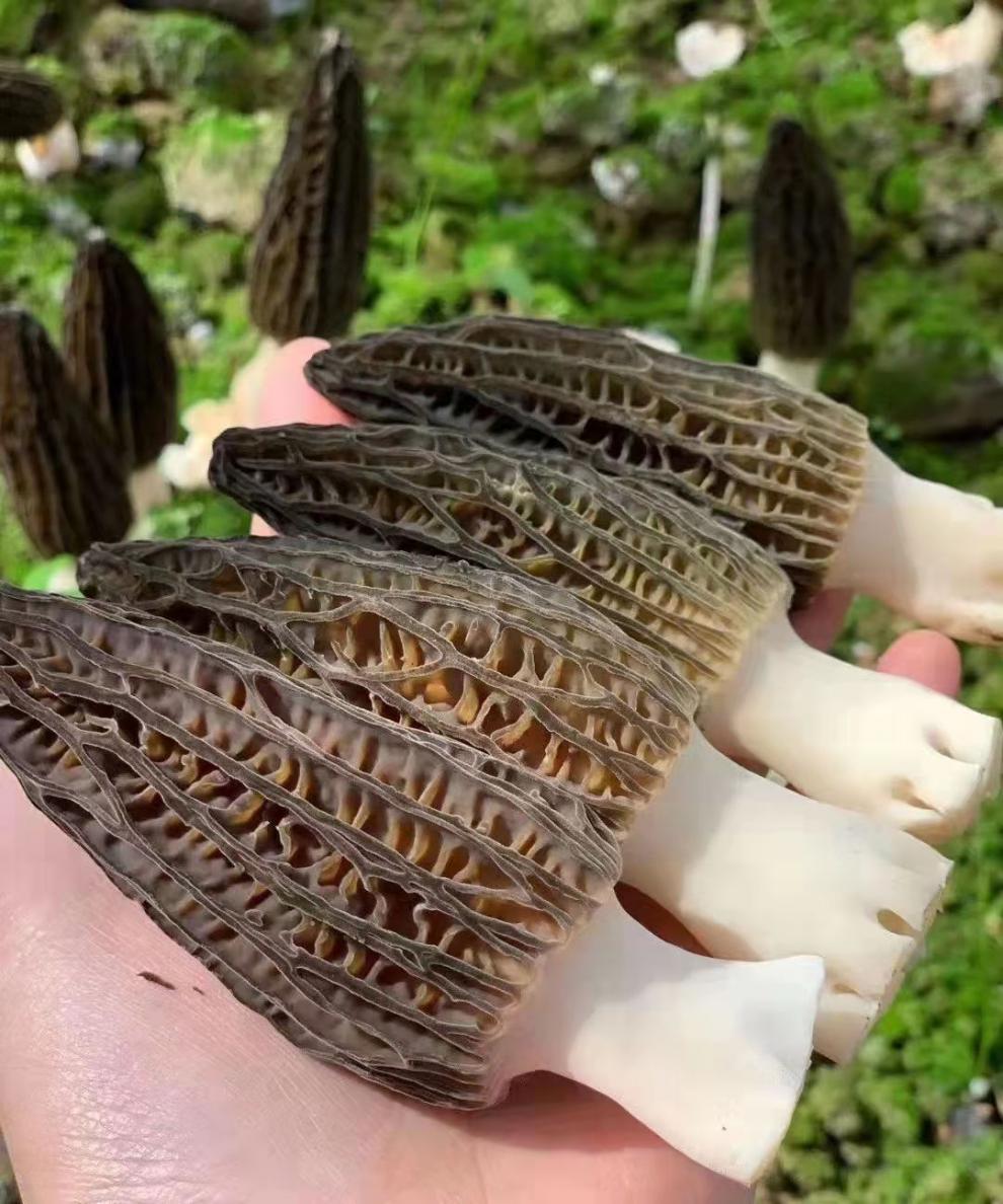 菌新鲜云南特产鲜货鲜品鲜菌子蘑菇食用菌菇2斤1000g克装 羊肚菌碎粉