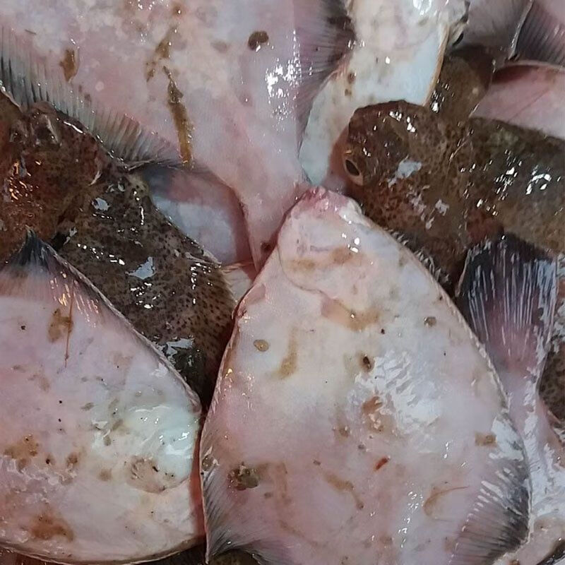 青岛鼓眼鱼鲜活古眼鱼新鲜高眼鱼野生比目鱼每斤3条海鲜批发鼓眼鱼贰