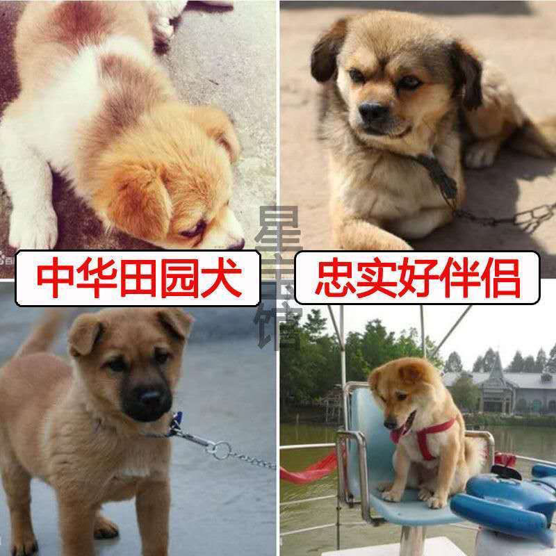 榮鬱狗狗活物土狗活體幼苗中華田園犬領養土狗農村看家白黑黃色狗大型