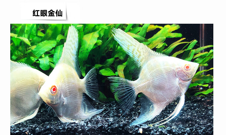 zxc神仙魚活體小型七彩神仙魚活體三色燕魚白神仙魚斑馬燕魚米白色2條