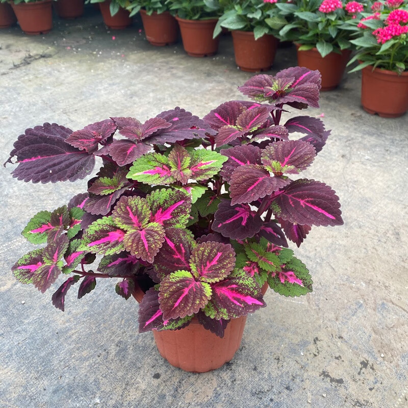 绿化庭院室内美化彩叶草盆栽七彩变色喜阳耐晒绿植室内外阳台庭院花卉