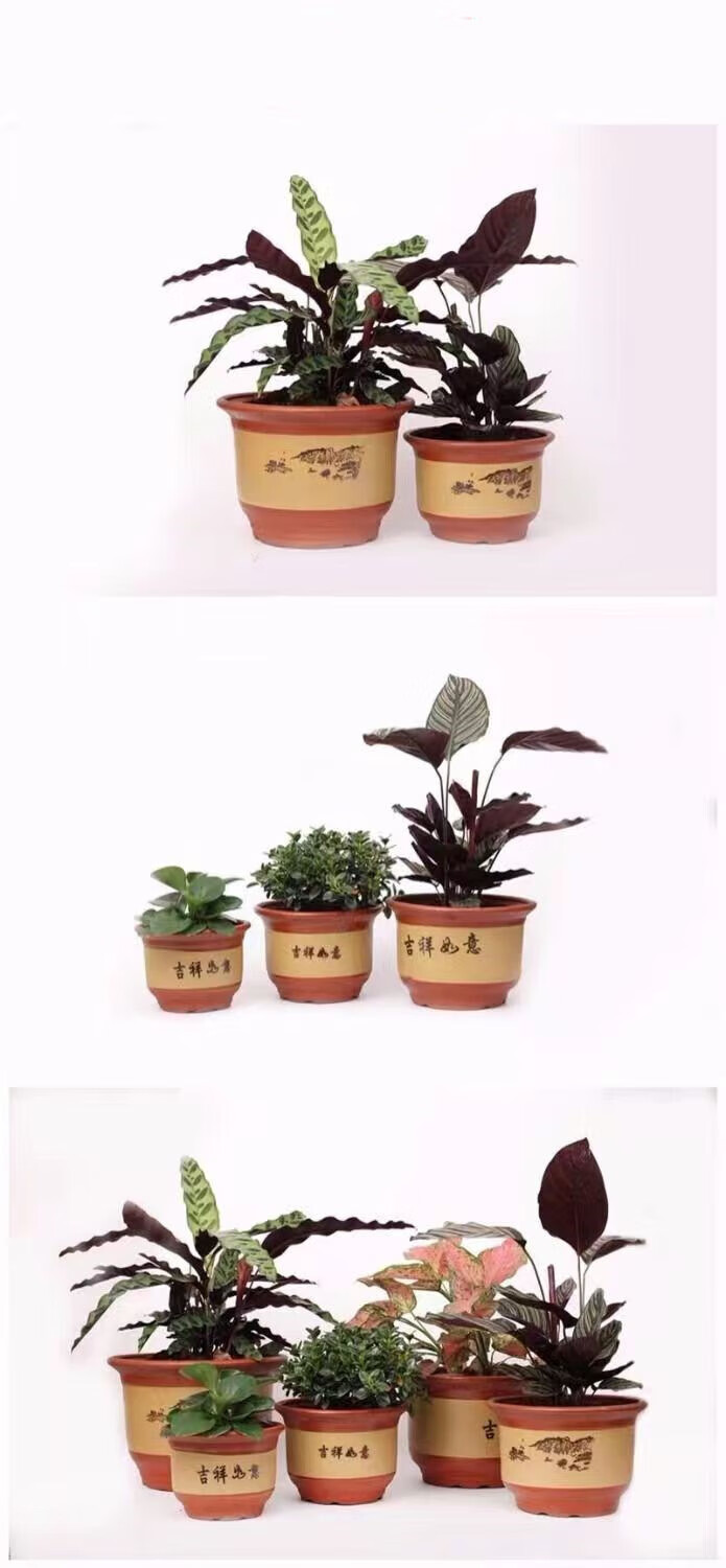 紫砂仓盆景处理桂花兰花盆落地花盆 陶瓷 红色平口50厘米【图片 价格