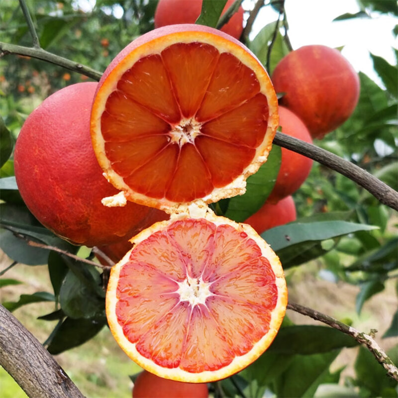 玫瑰血橙新鲜水果10斤大果香甜红肉手剥橙子塔罗科当季整箱发顺丰9斤