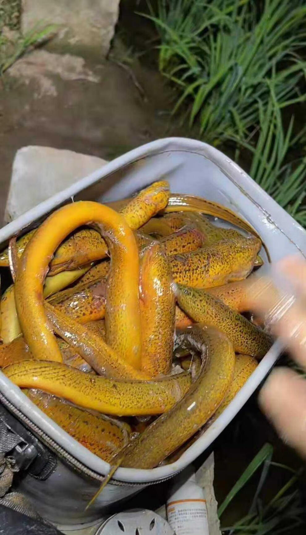 2022新款鳝大娃开口剂鳝鱼王诱食剂狂钓鱼钓黄鳝鱼龙虾笼引鱼入户诱鱼