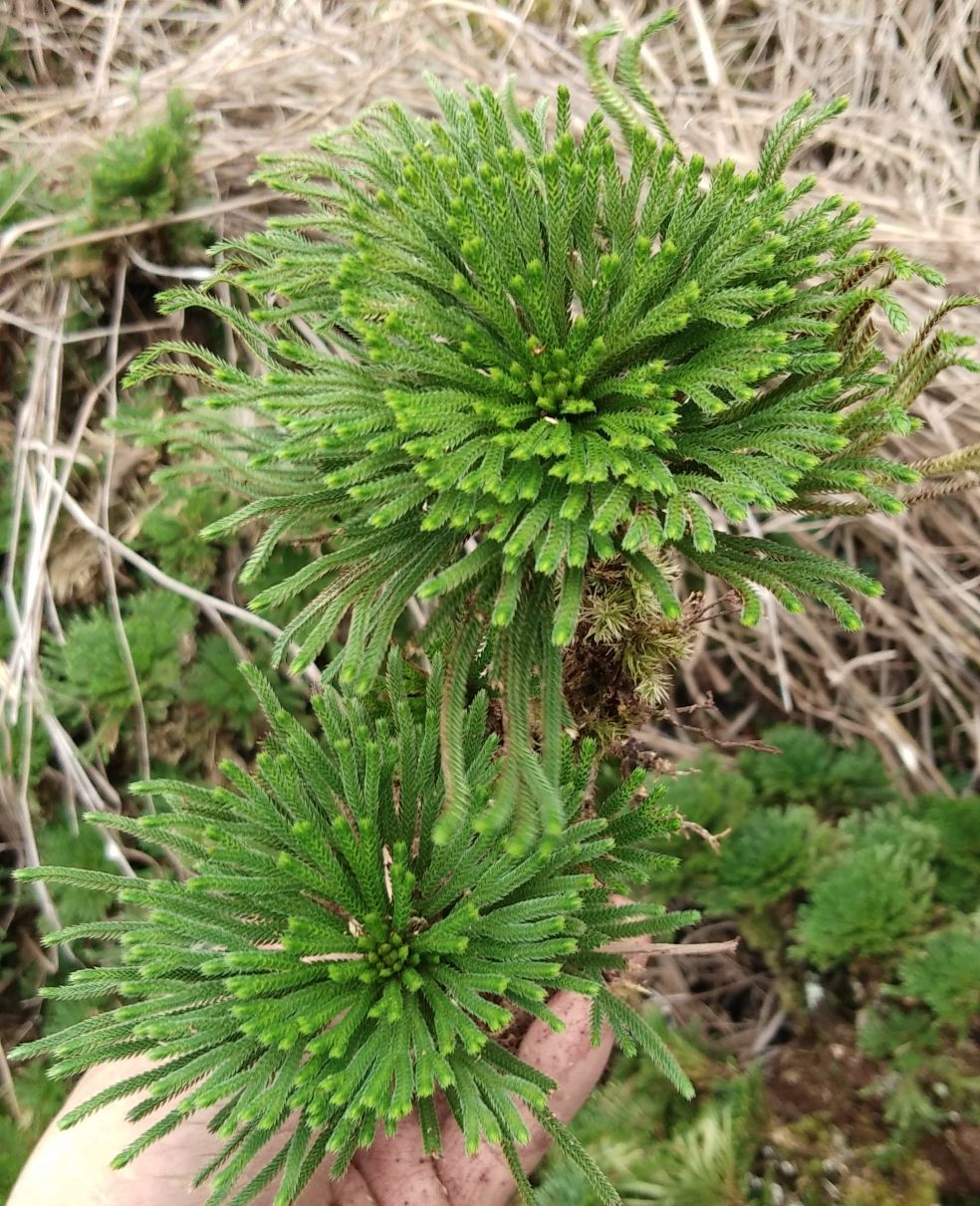 盆景野生还魂草花卉卷柏九死还魂草微型绿植新鲜竹筒创意盆栽 2棵精品