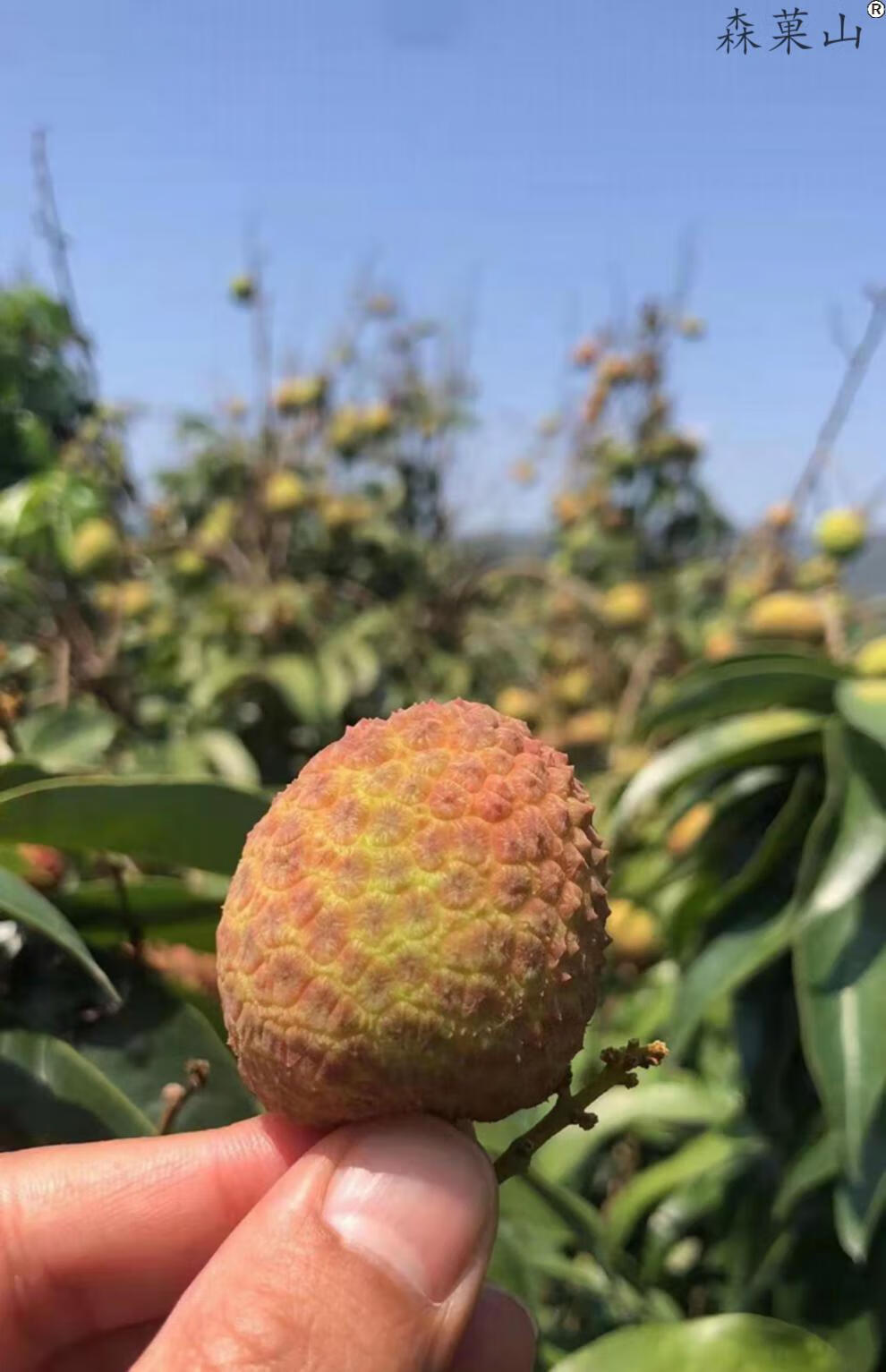 順豐冷鏈現貨海南桂花香荔枝甜荔枝妃子新鮮現摘現發孕婦水果整箱順豐