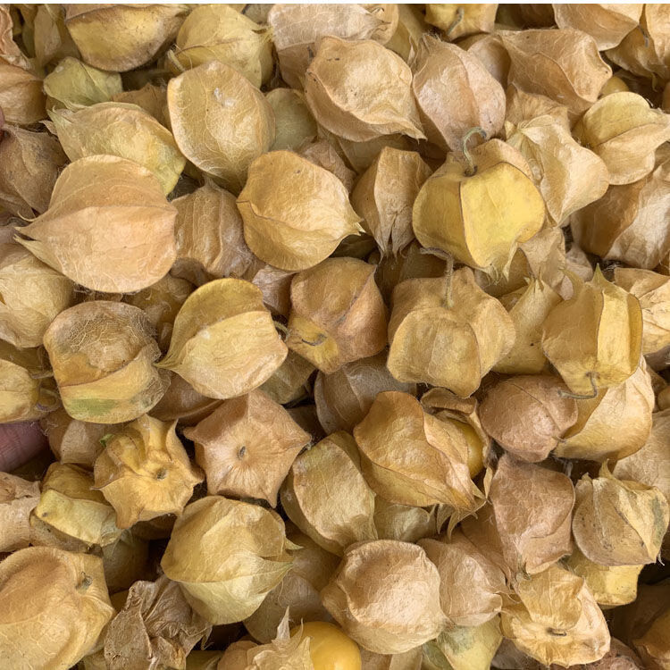 新鲜菇娘果小金豆东北洋黄姑娘果洋菇娘菇茑龙珠灯笼水果大果3斤