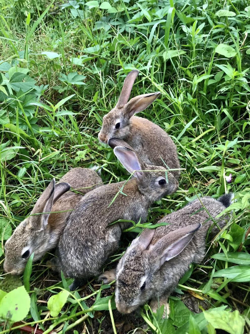 兔子活体怀孕成年母兔孕兔繁殖成年活体比利时八点黑白色獭兔孕兔