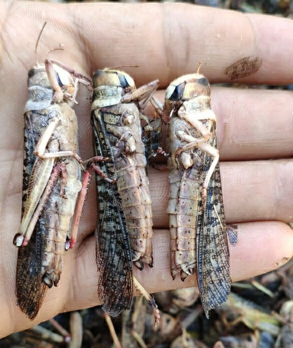 土蚂蚱活体速冻冰鲜蝗虫食用昆虫油炸即食美食土特产去翅纯母一斤