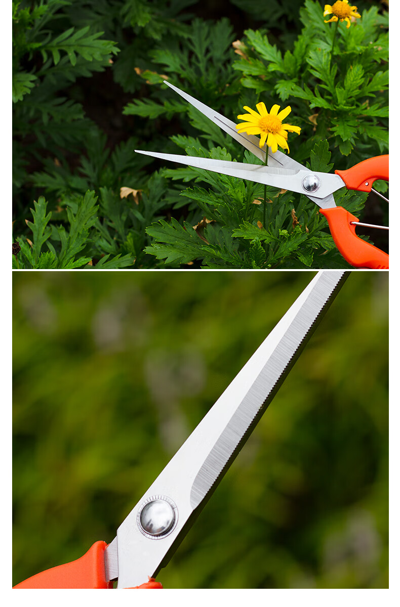 剪花椒神器 加长摘葡萄剪刀不锈钢采摘果剪桔子柑橘果园花剪摘花椒